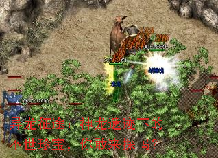 ������;�������ż��µĲ����䱦�������̽��